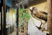 museum dhistoire naturelle blois 8-2025 2289